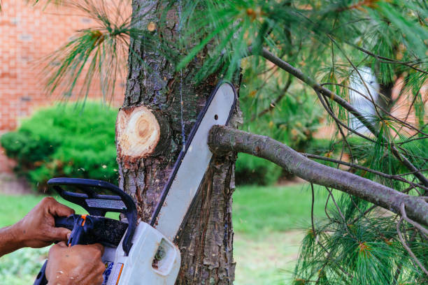 Dead Tree Removal in East Palo Alto, CA